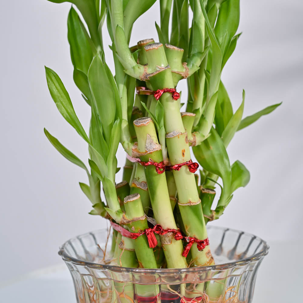 lucky bamboo pyramid Lucky Bamboo Plant- Pyramid 3 Layer / Lotus Bowl | Indoor