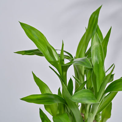 Lucky Bamboo Plant- Pyramid