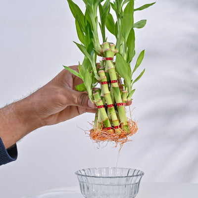 Lucky Bamboo Plant- Pyramid