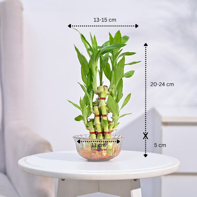 Lucky Bamboo Plant- Pyramid