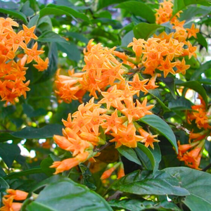 Night Blooming Jasmine Orange (Cestrum aurantiacum) Rare Flowering Live Plant