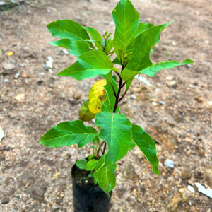 Night Blooming Jasmine Orange (Cestrum aurantiacum) Rare Flowering Live Plant