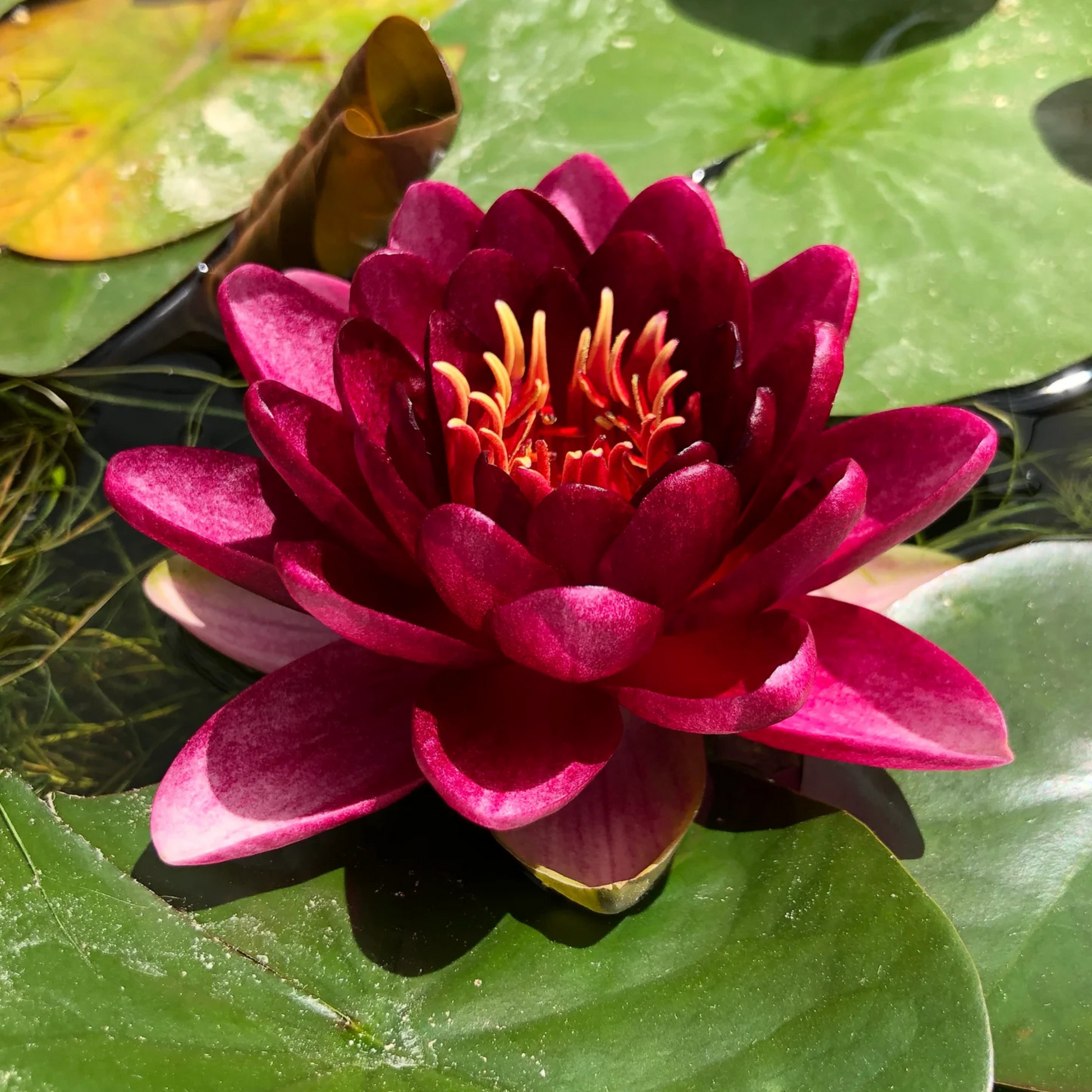 Nymphaea Almost Black