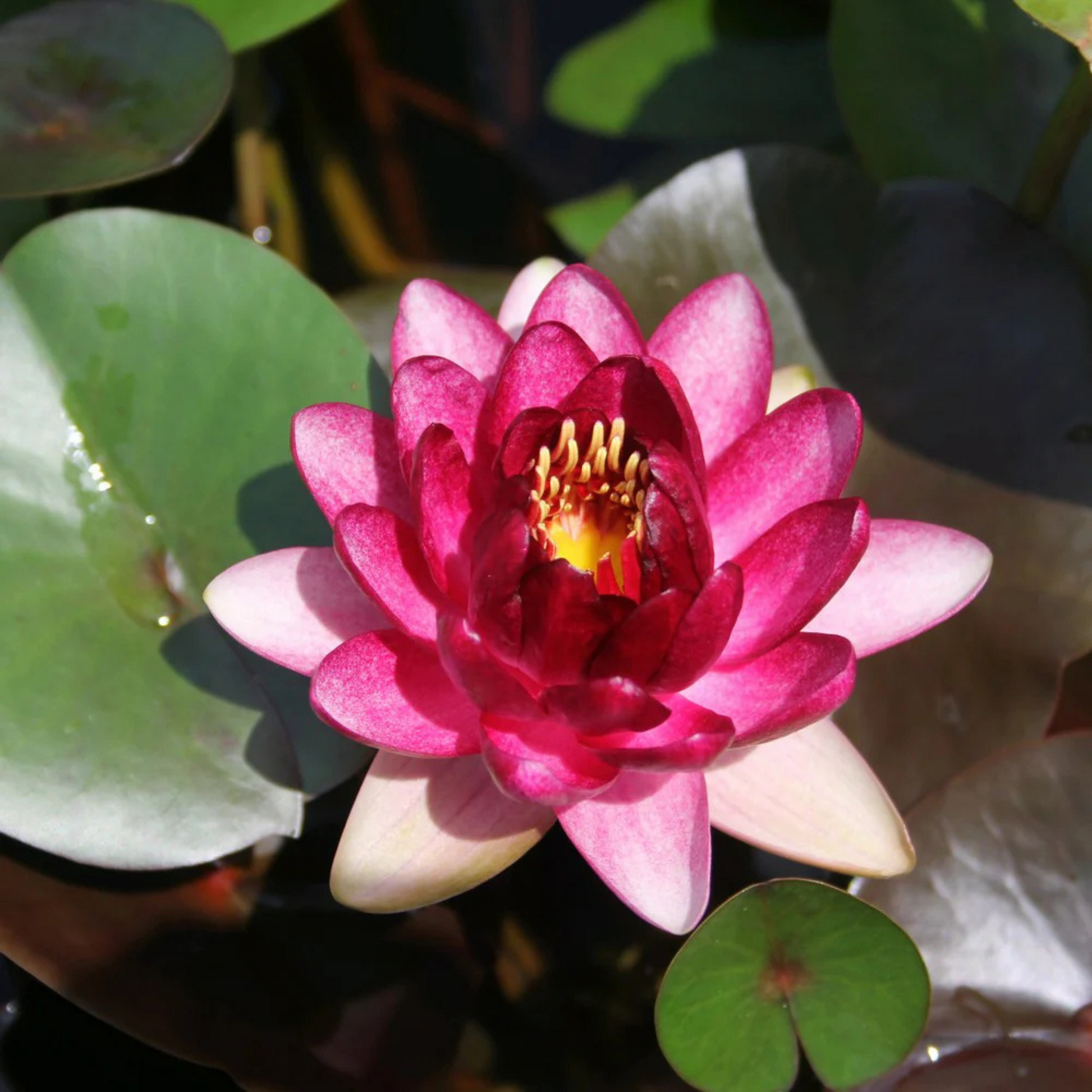 Nymphaea Almost Black
