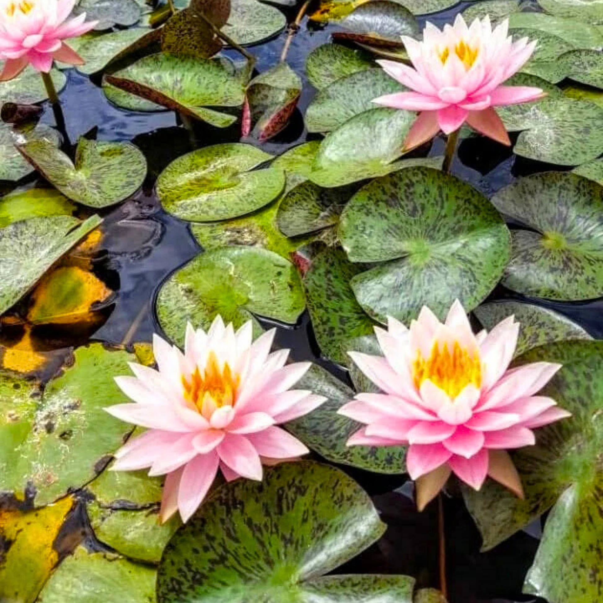 Nymphaea Myra
