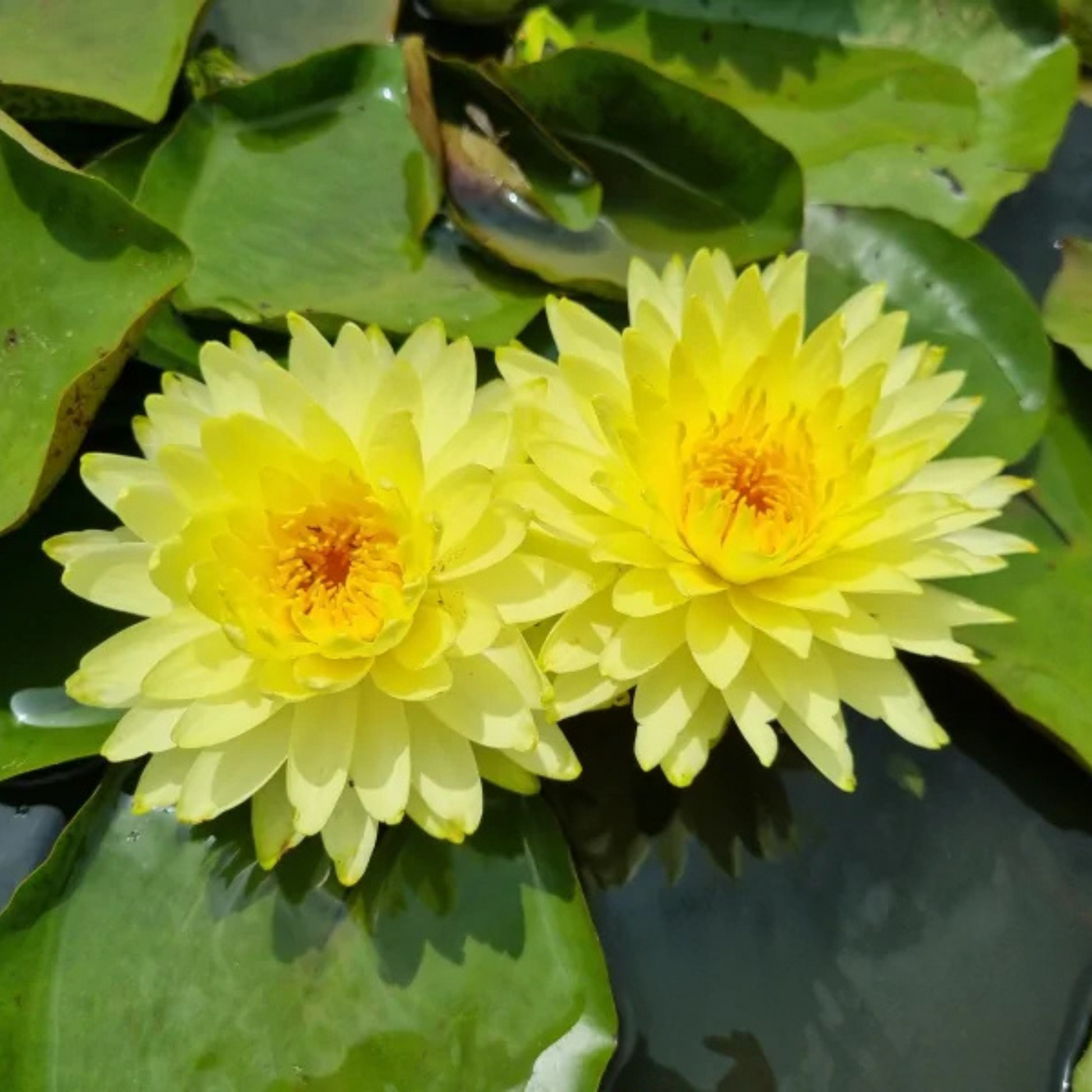 Nymphaea Puttaraksa