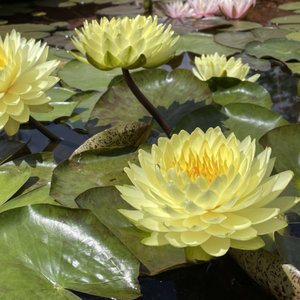 Nymphaea Puttaraksa