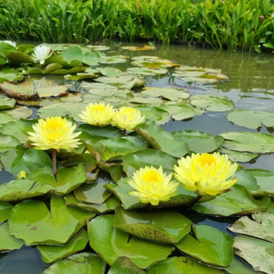 Nymphaea Puttaraksa