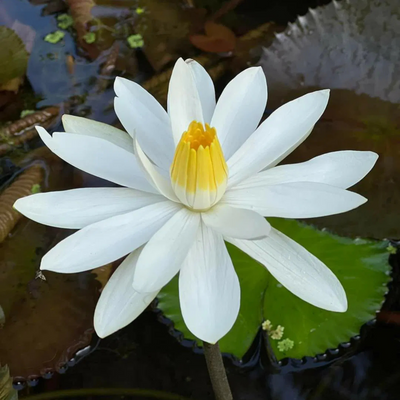 Nymphaea White Night Bloomer