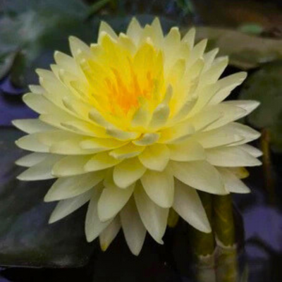 Nymphaea Yellow Eight