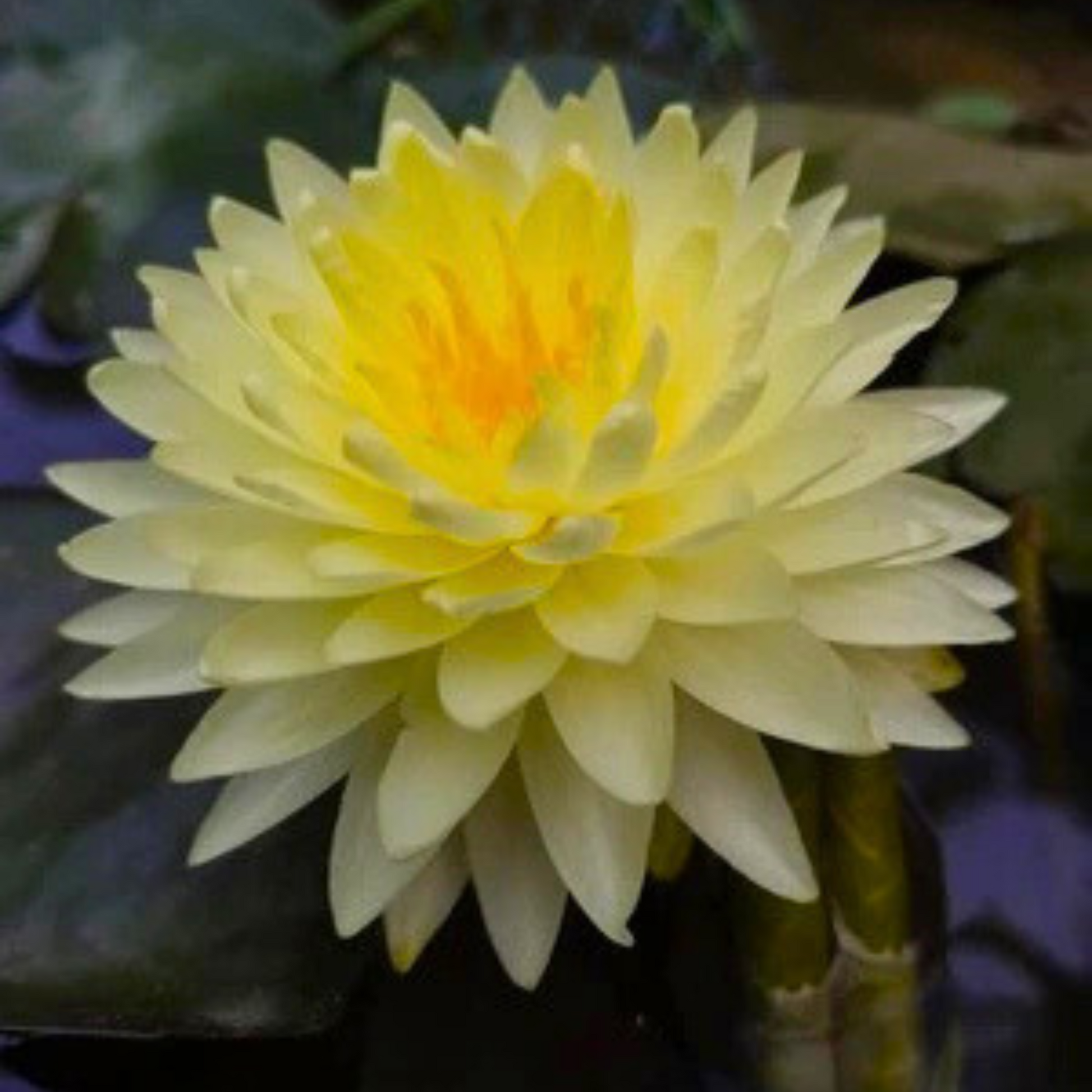 Nymphaea Yellow Eight