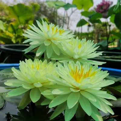 Nymphaea Yellow Eight