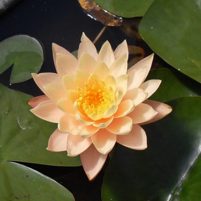Nymphaea 'Clyde Ikins'