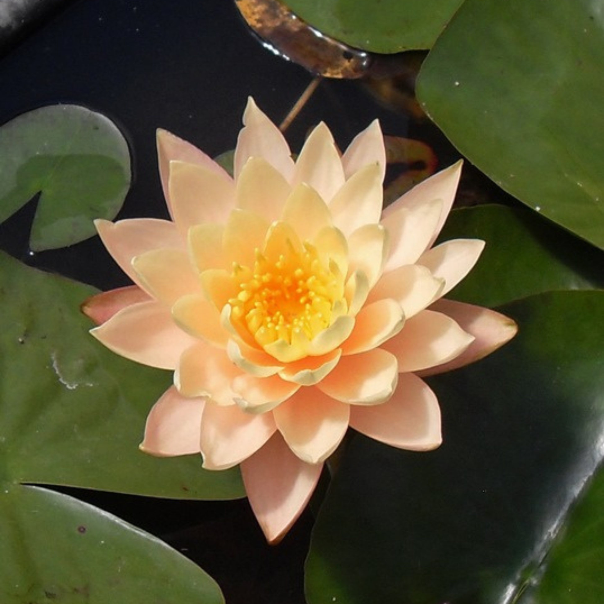 Nymphaea 'Clyde Ikins'