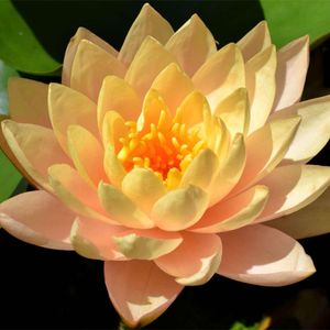 Nymphaea 'Clyde Ikins'