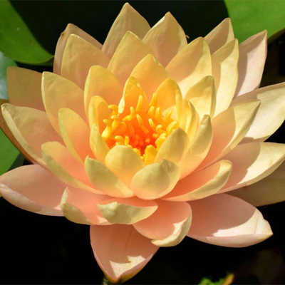 Nymphaea 'Clyde Ikins'
