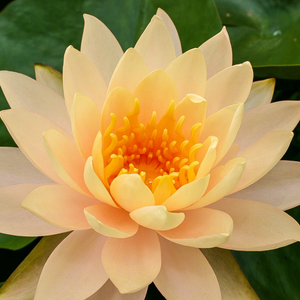 Nymphaea 'Clyde Ikins'
