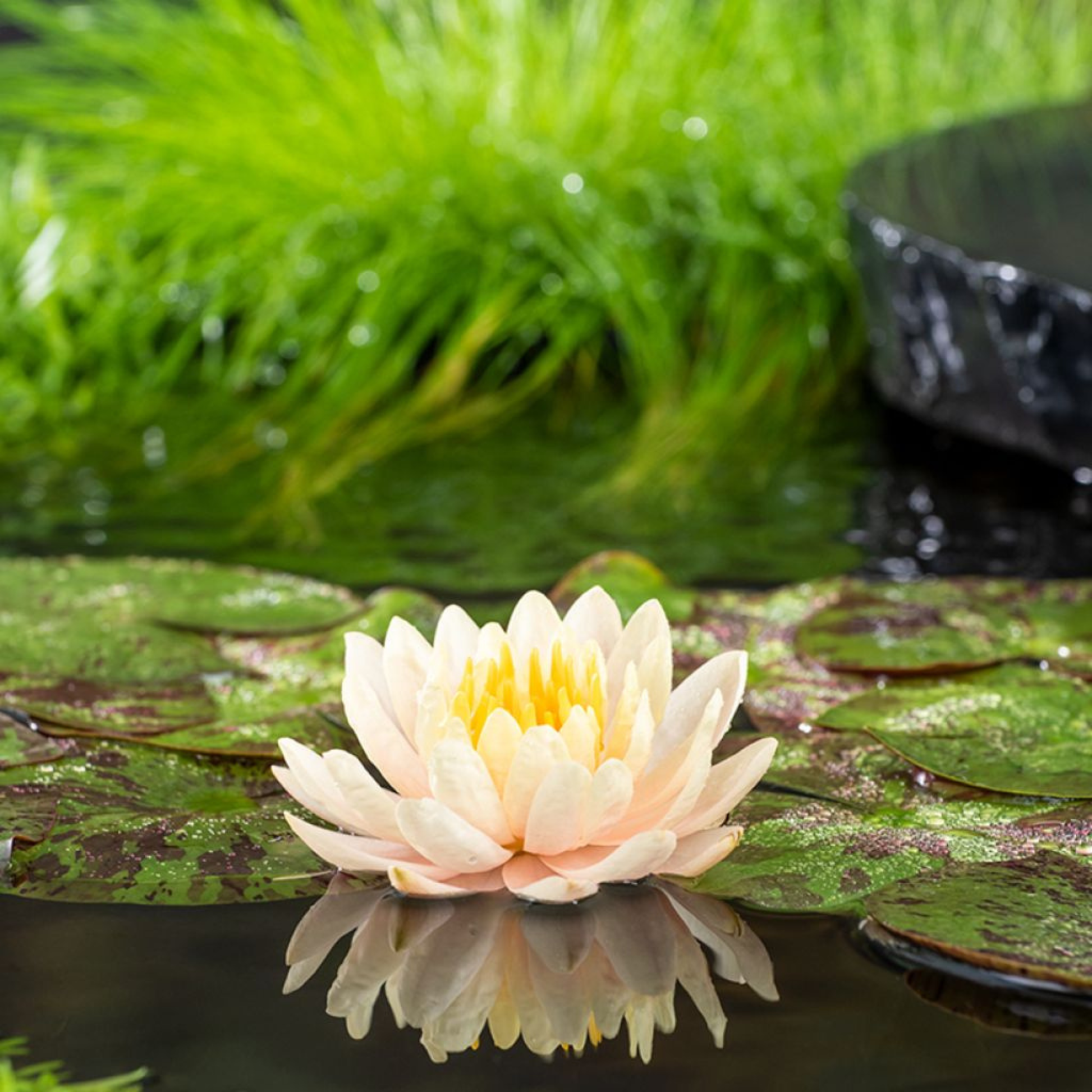 Nymphaea 'Clyde Ikins'