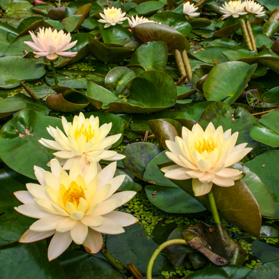 Nymphaea 'Clyde Ikins'