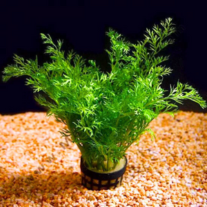Oak Fern (Ceratopteris Sp. China) Aquarium Live Plant