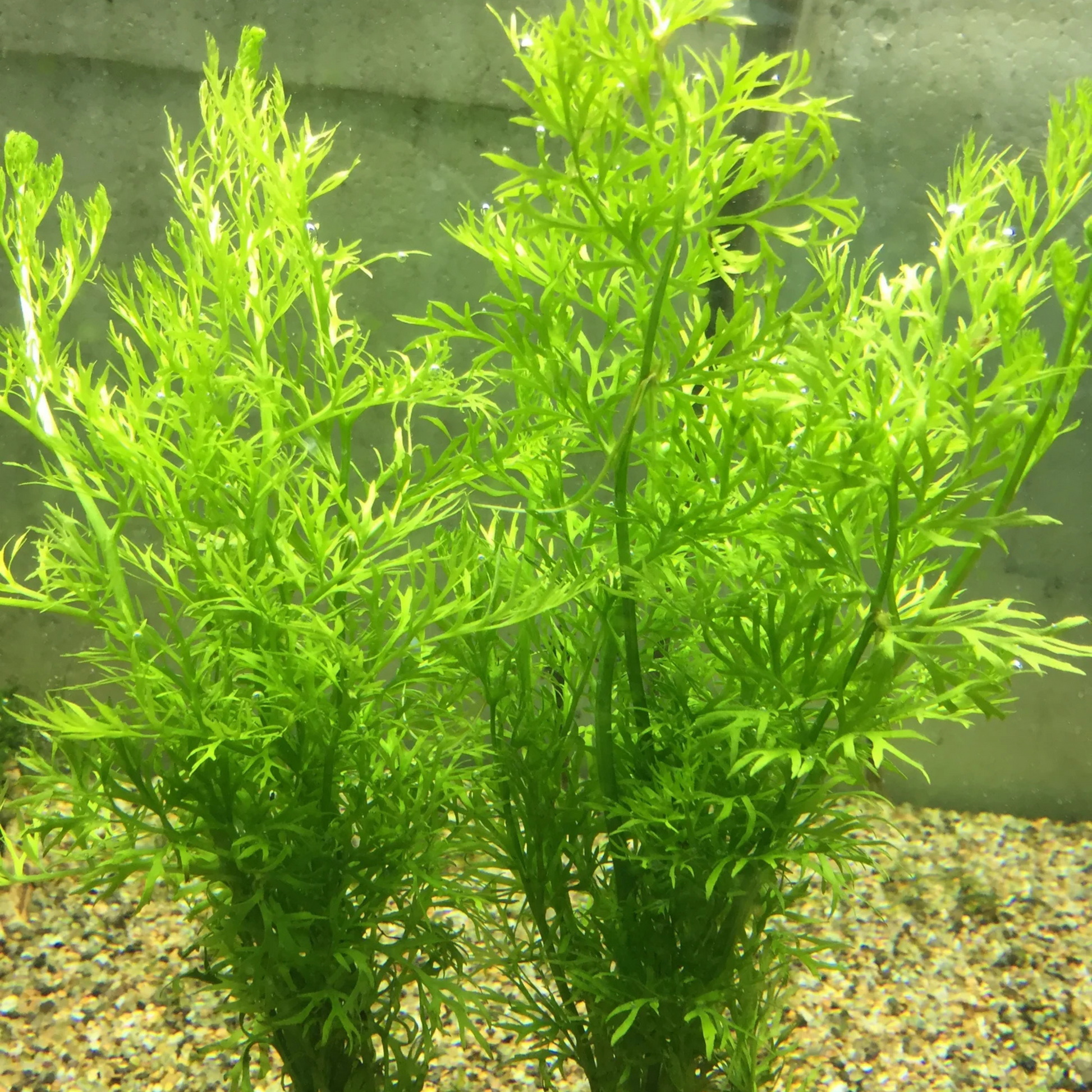 Oak Fern (Ceratopteris Sp. China) Aquarium Live Plant