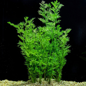 Oak Fern (Ceratopteris Sp. China) Aquarium Live Plant