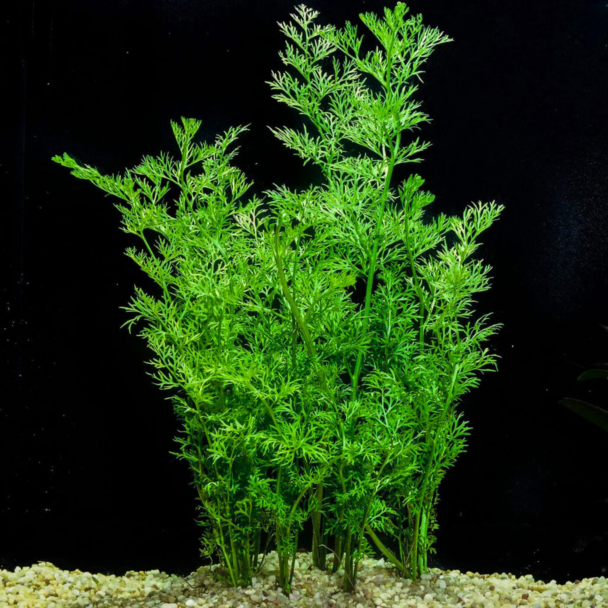 Oak Fern (Ceratopteris Sp. China) Aquarium Live Plant