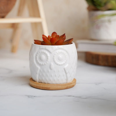Owl Ceramic Pot