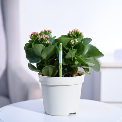 Sustee Watermeter (Set of 2)