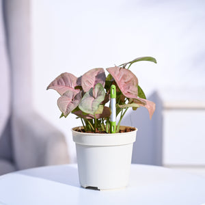 Sustee Watermeter (Set of 2)