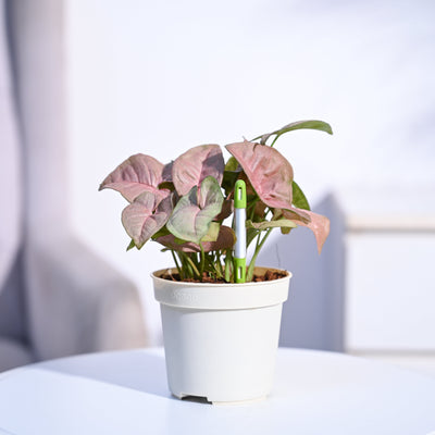 Sustee Watermeter (Set of 2)