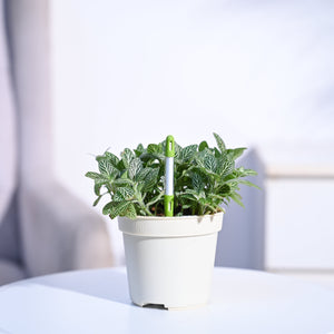 Sustee Watermeter (Set of 3)