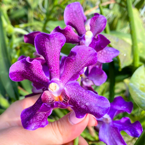 Papilionanda Chao Praya Violet