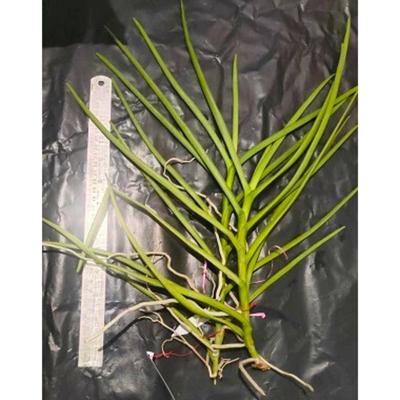 Papilionanda Chao Praya Violet