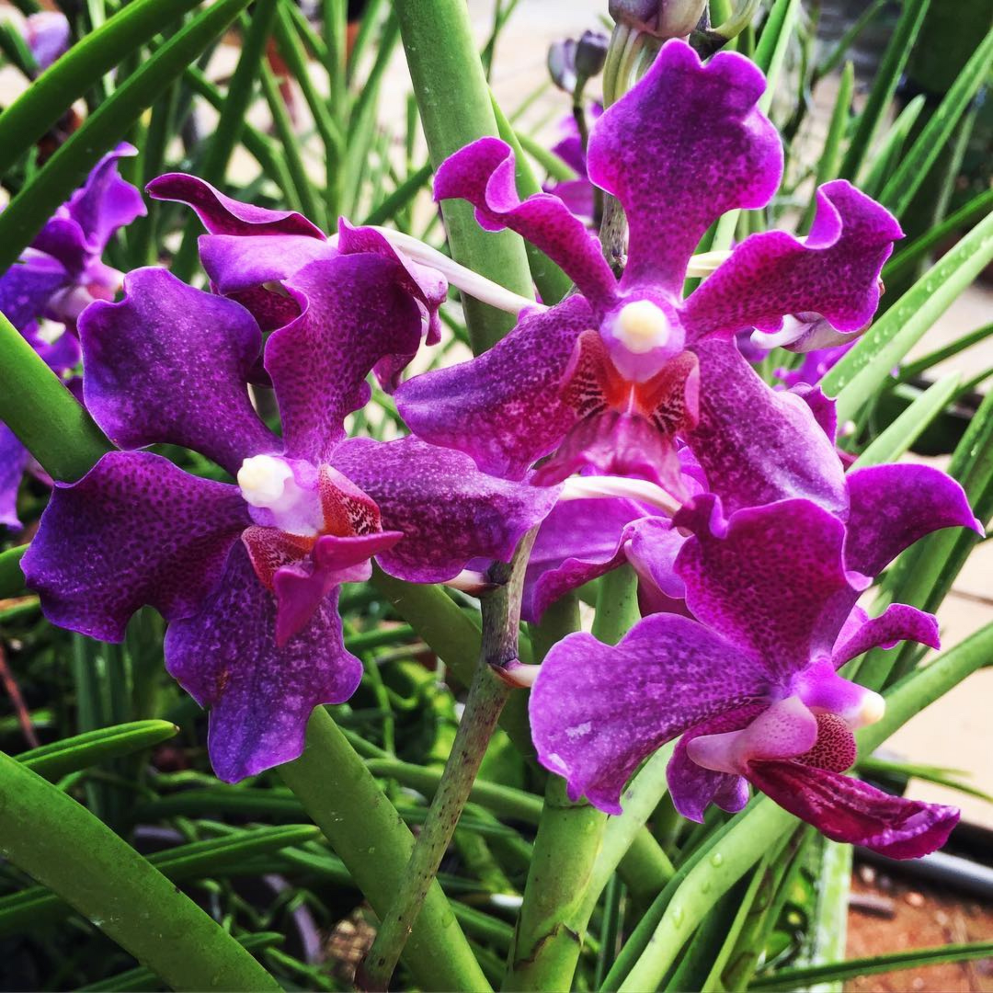 Papilionanda Chao Praya Violet