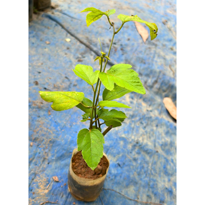 Passiflora Caerulea (Krishna Kamal) White Flowering Live Plant