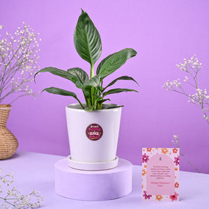 Peace lily in ceramic pot Women's Day Gift