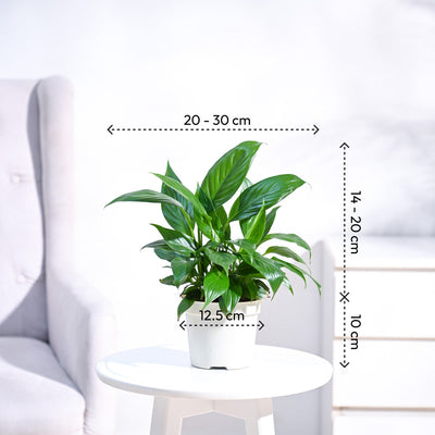 Peace Lily Plant