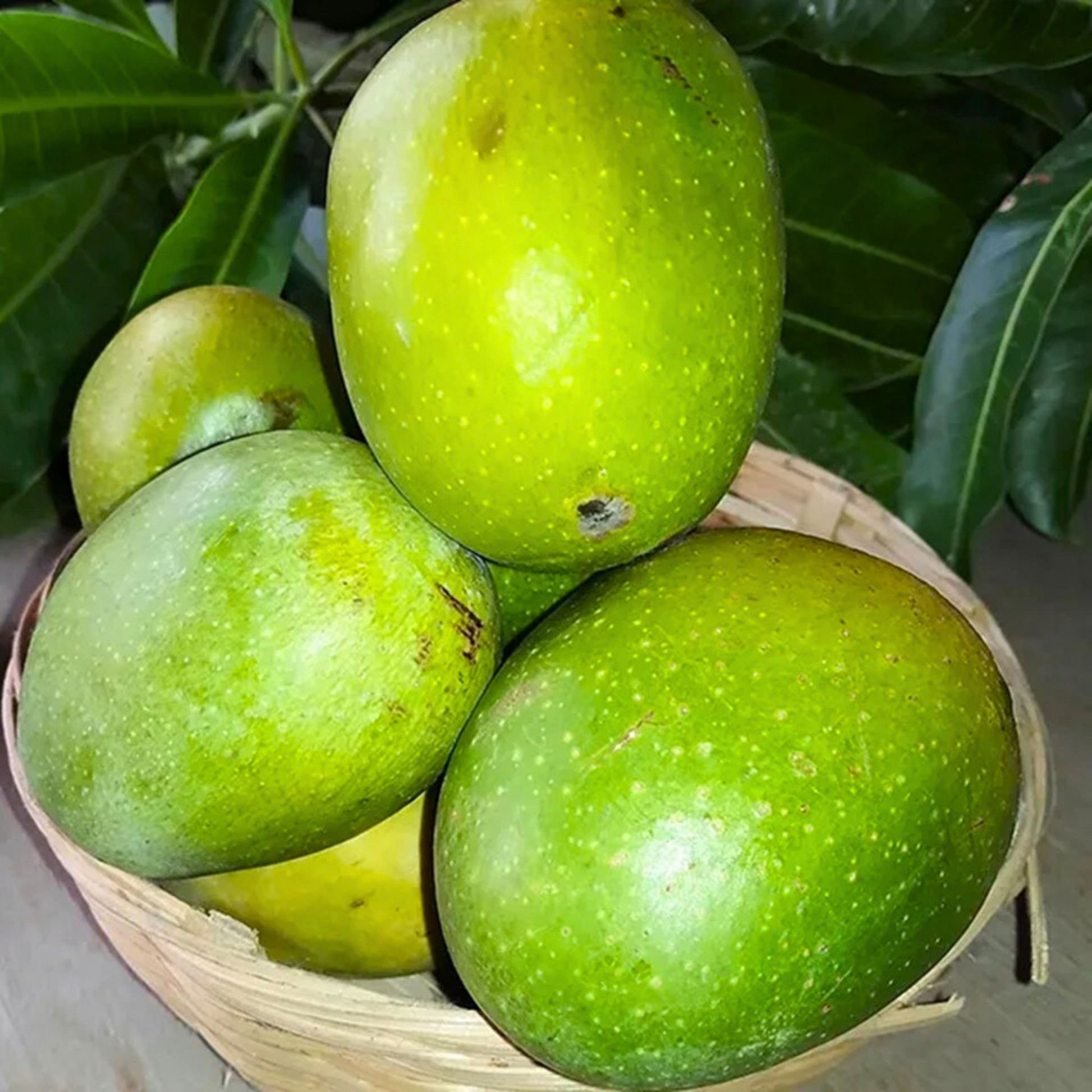 Perfume Honey Mango Grafted Live Plant