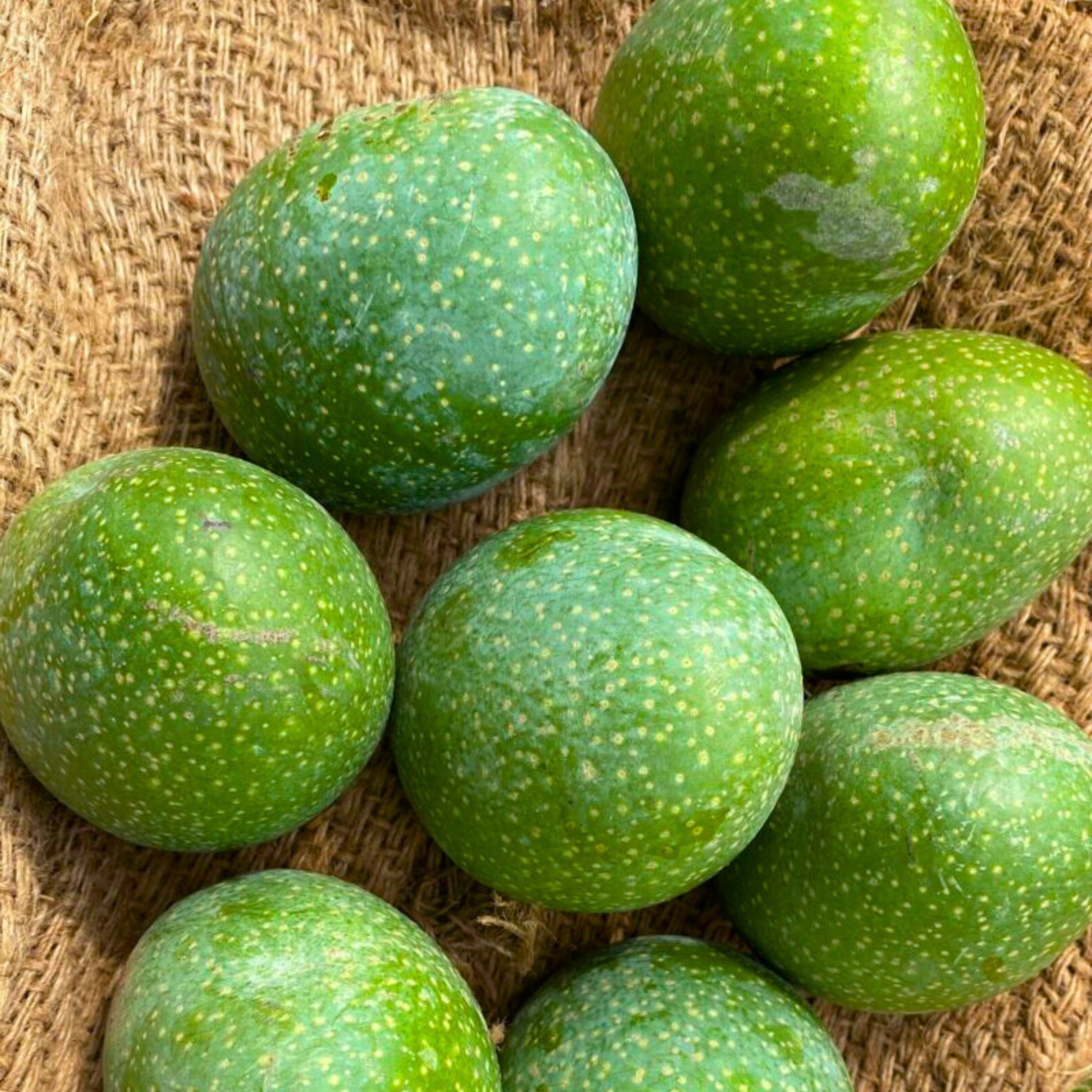 Perfume Honey Mango Grafted Live Plant