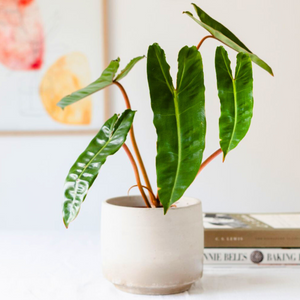 Philodendron Billietiae Indoor / Outdoor Live Plant