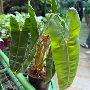 Philodendron Billietiae Indoor / Outdoor Live Plant