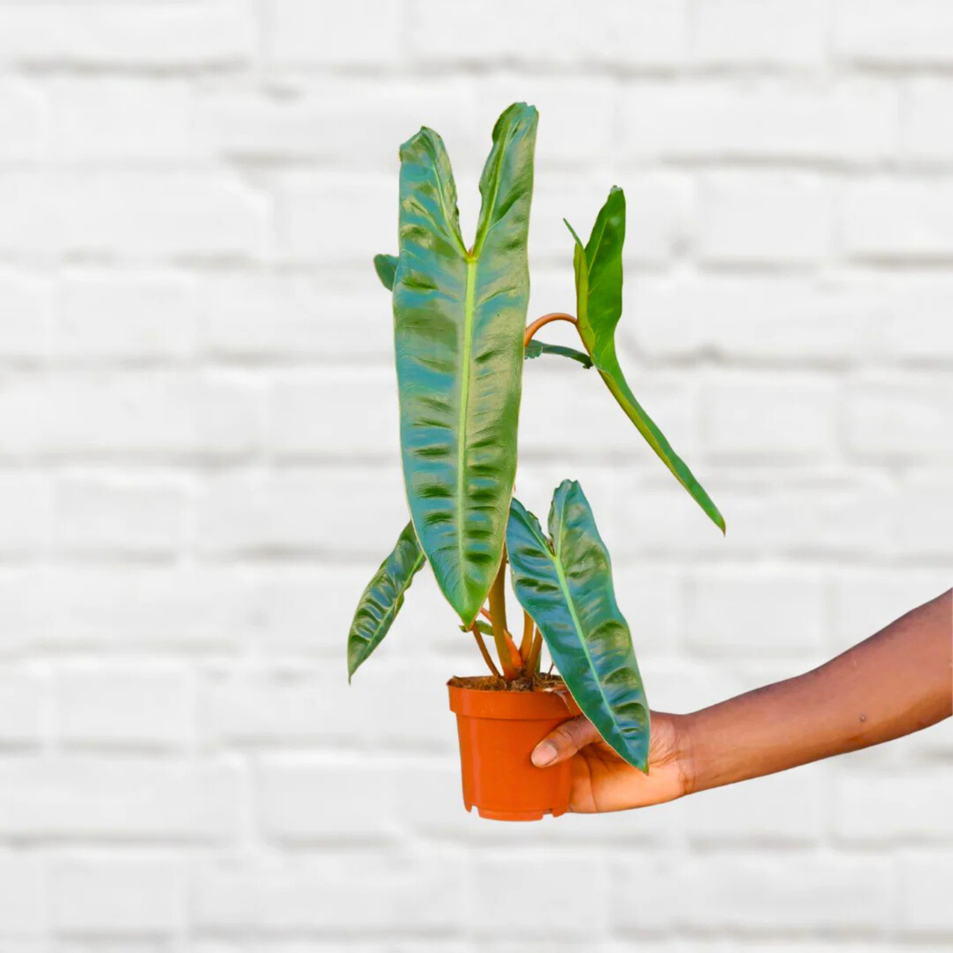 Philodendron Billietiae Indoor / Outdoor Live Plant