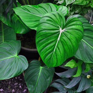 Philodendron Homalomena Indoor / Outdoor Live Plant
