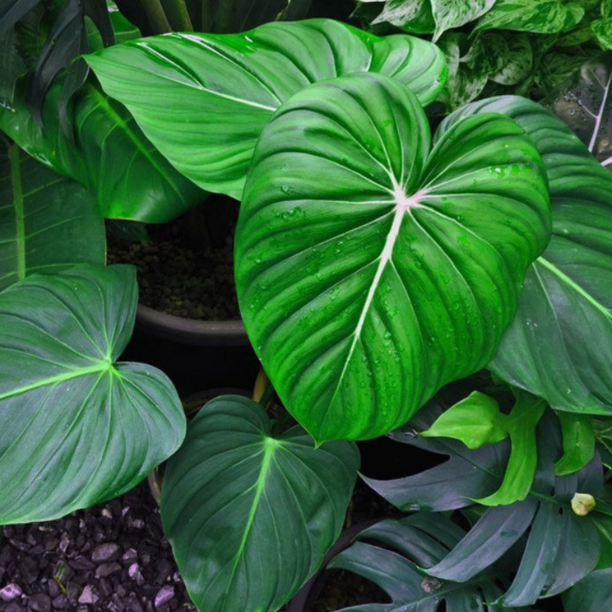 Philodendron Homalomena Indoor / Outdoor Live Plant