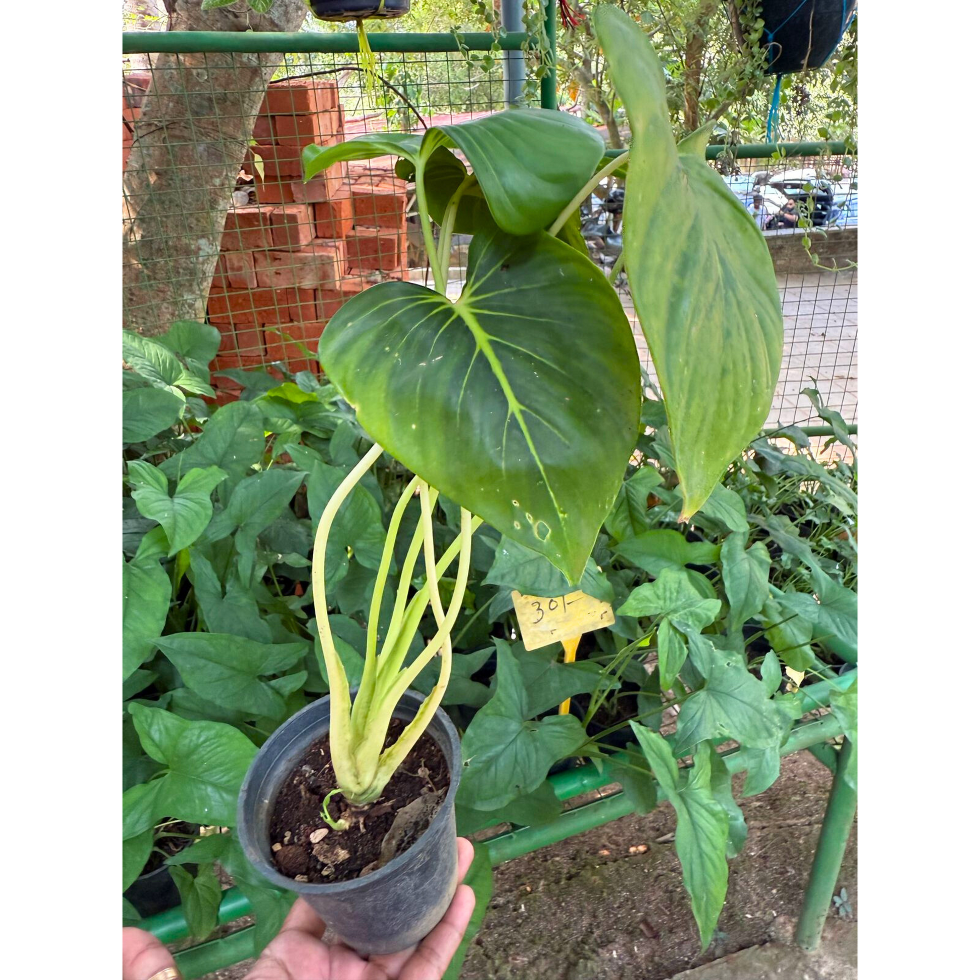 Philodendron Homalomena Indoor / Outdoor Live Plant