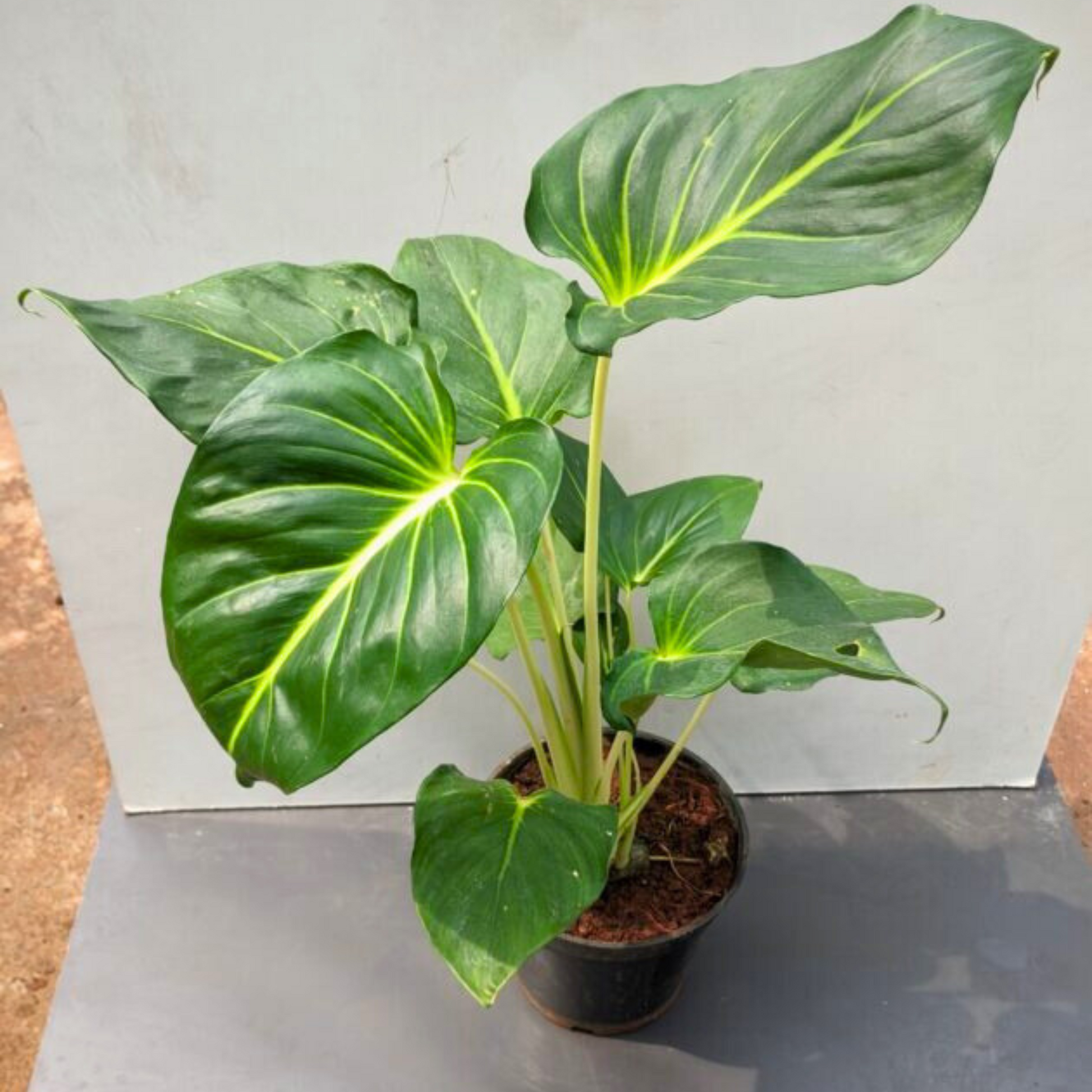 Philodendron Homalomena Indoor / Outdoor Live Plant