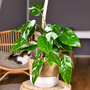 Philodendron White Princess Indoor / Outdoor Live Plant