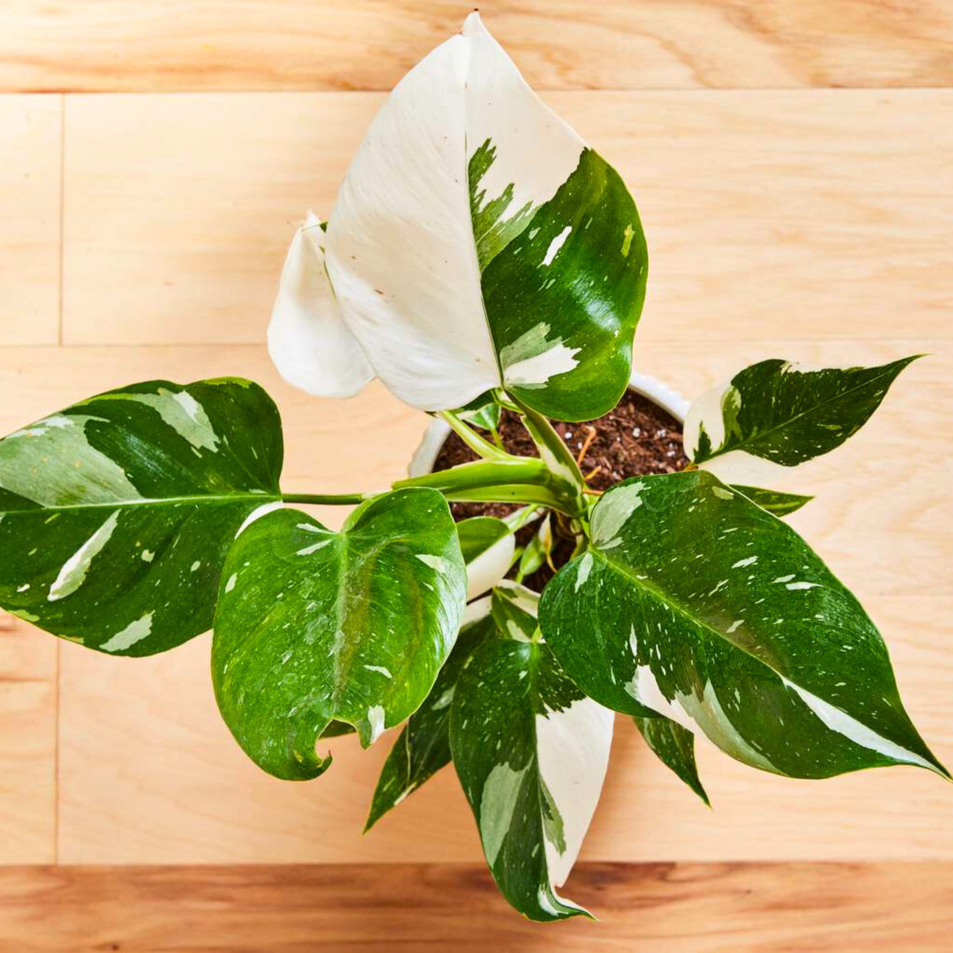 Philodendron White Princess Indoor / Outdoor Live Plant