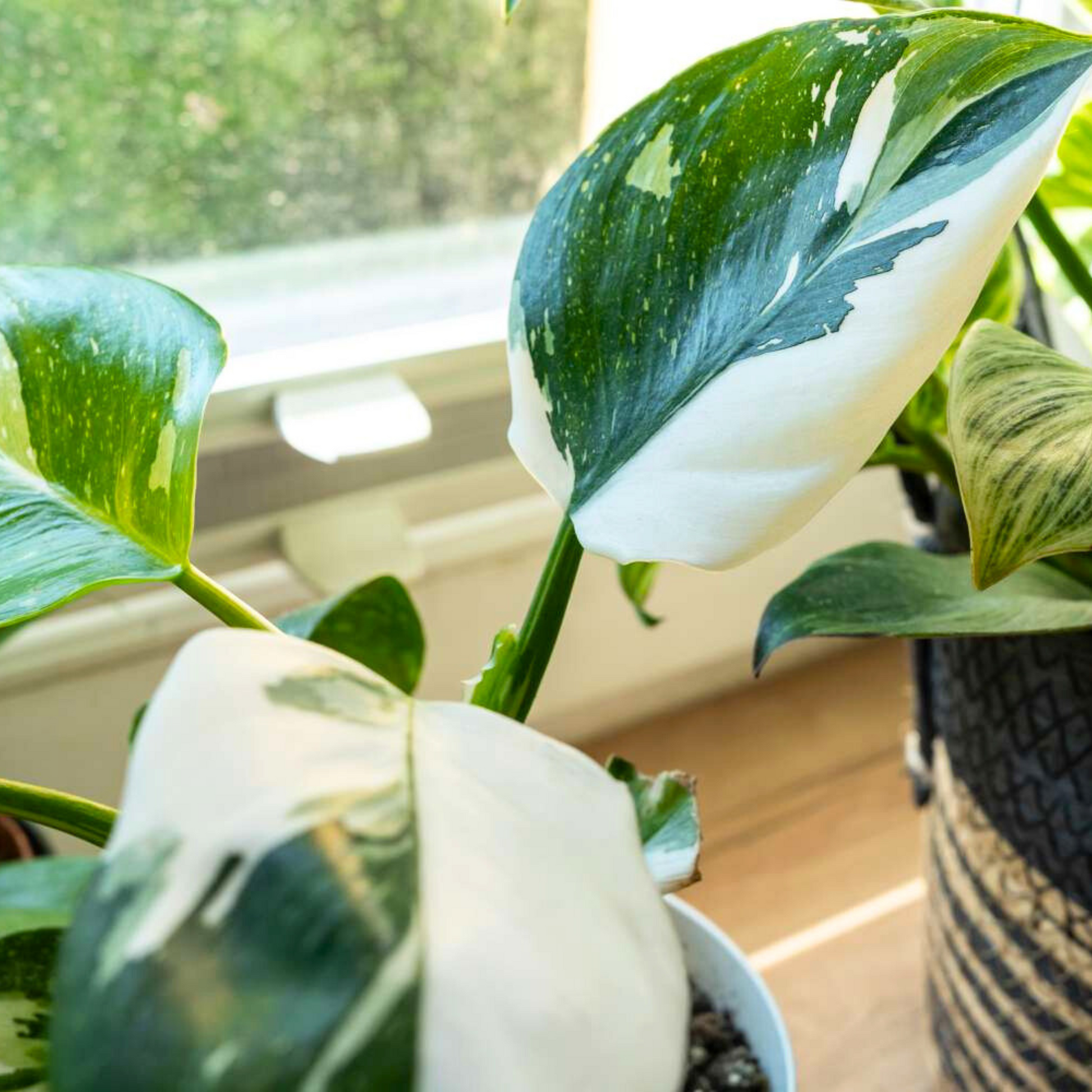 Philodendron White Princess Indoor / Outdoor Live Plant